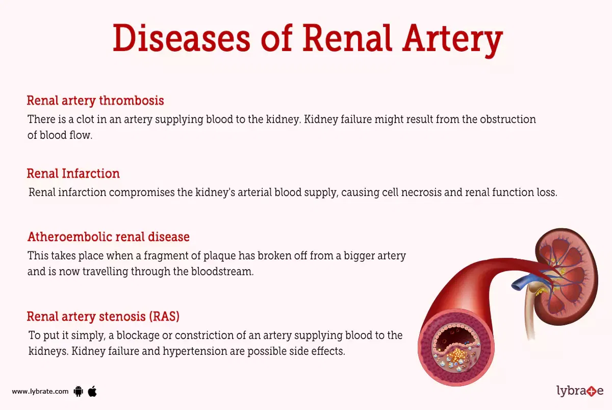 Renal Artery (Human Anatomy): Image, Functions, Diseases and Treatments