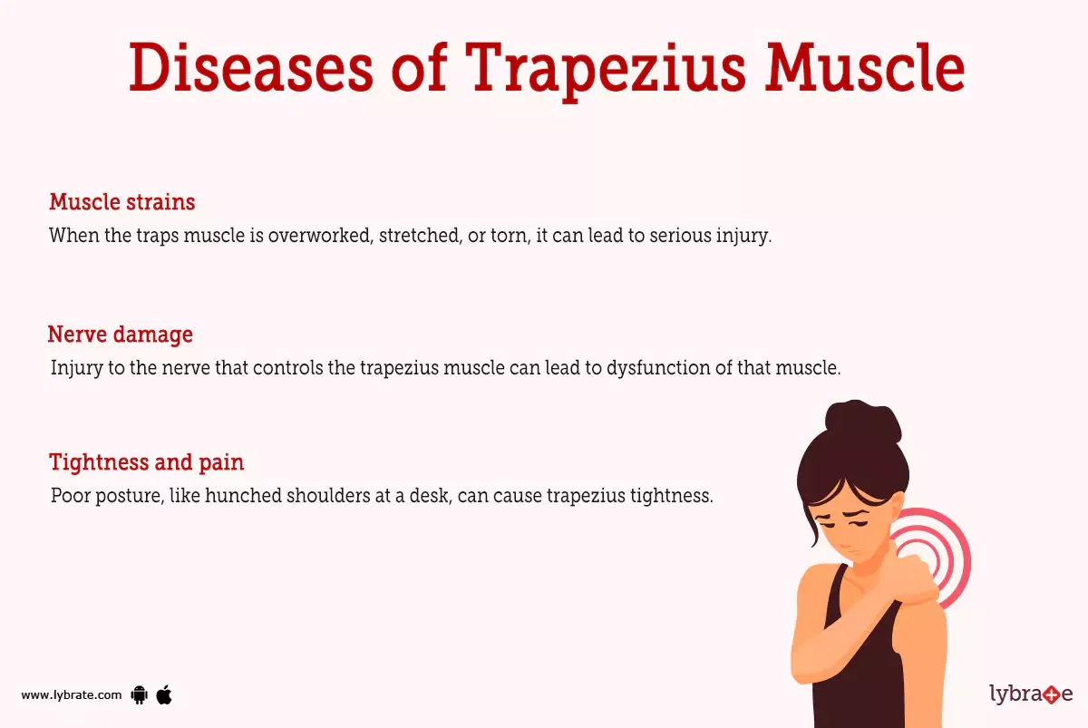 trapezius-muscle-human-anatomy-image-functions-diseases-and-treatments