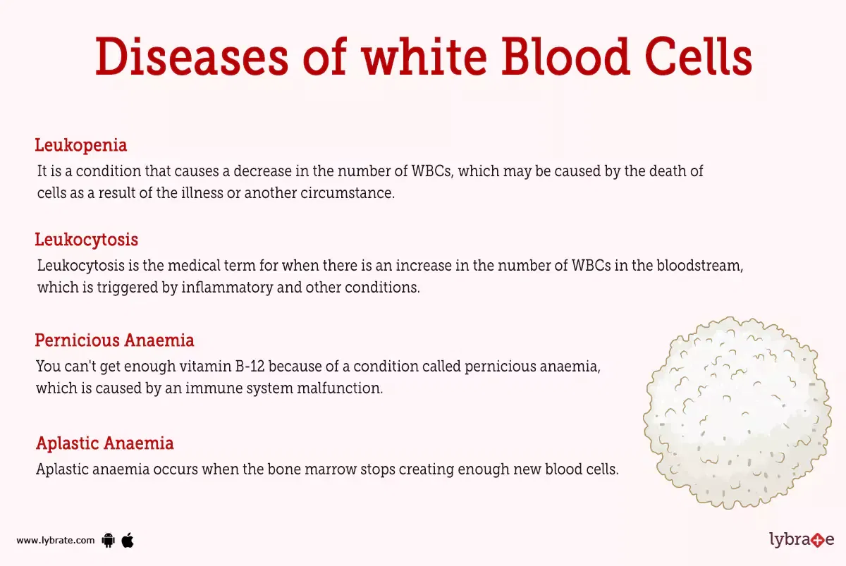 White Blood Cells (Human Anatomy) Picture, Functions, Diseases, and