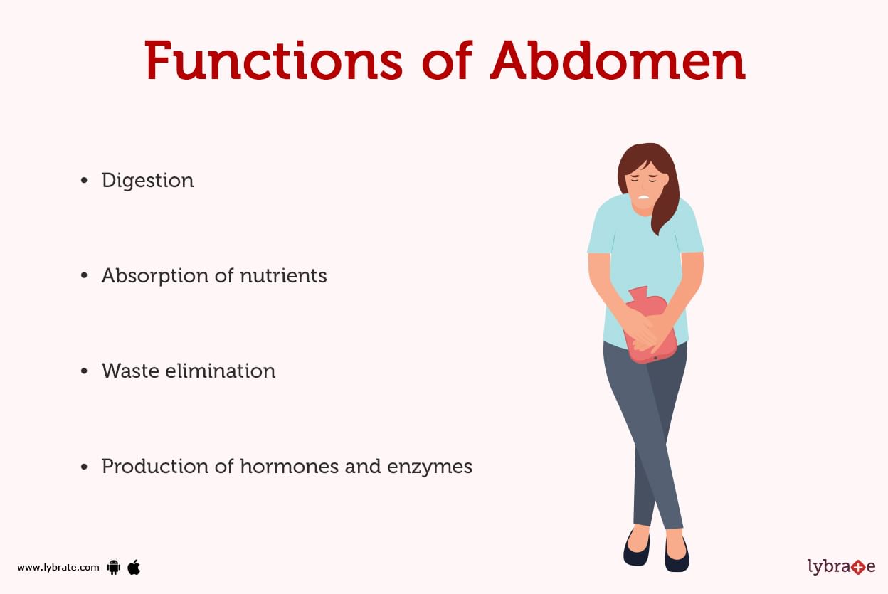 abdomen-human-anatomy-image-definition-function-diseases-and-more