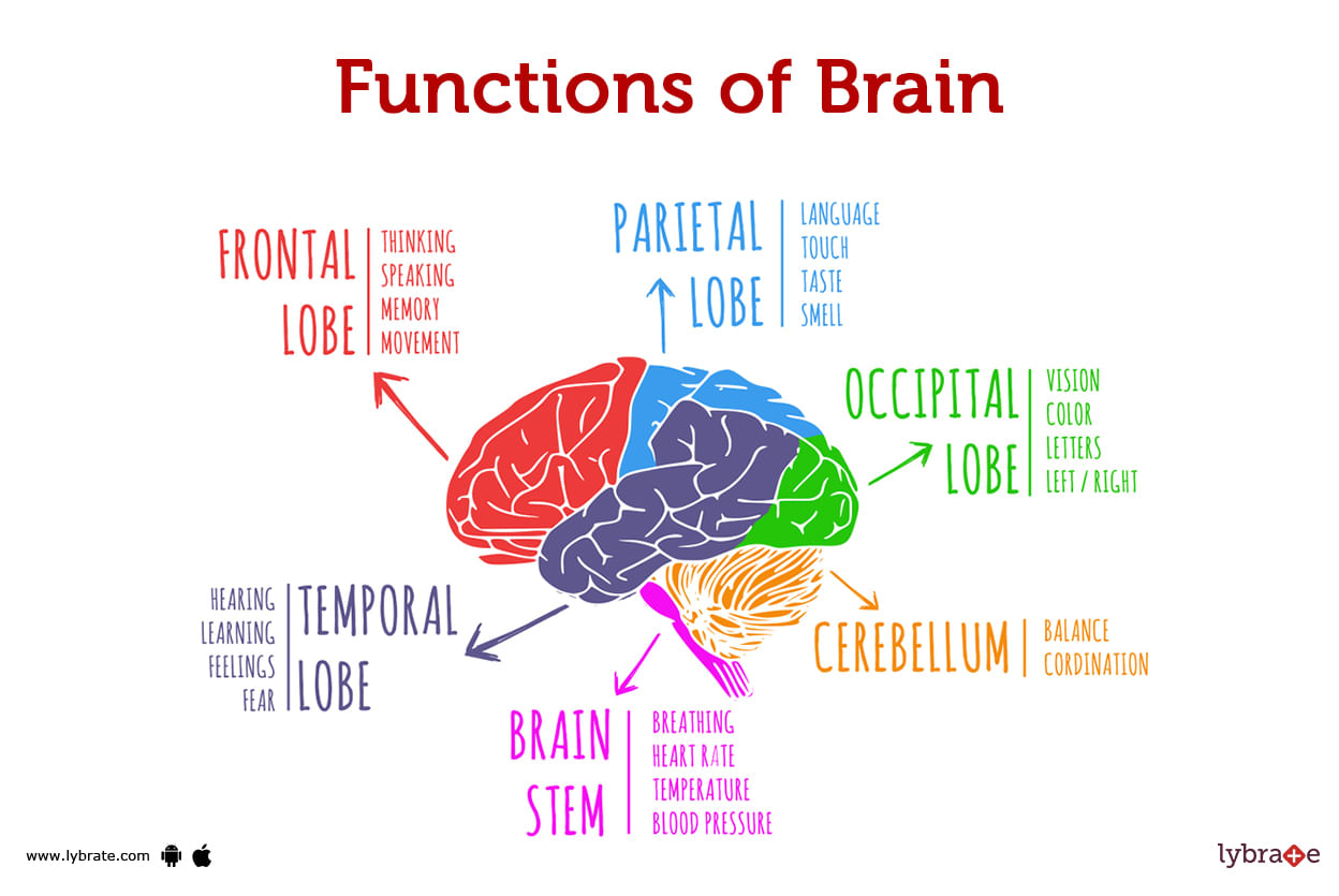 Brain (human Anatomy): Picture, Function, Parts, Conditions, And More