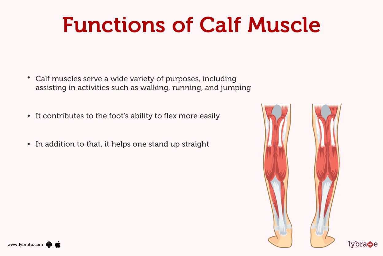 Calf Muscle (Human Anatomy): Diagram, Function, Diseases and More