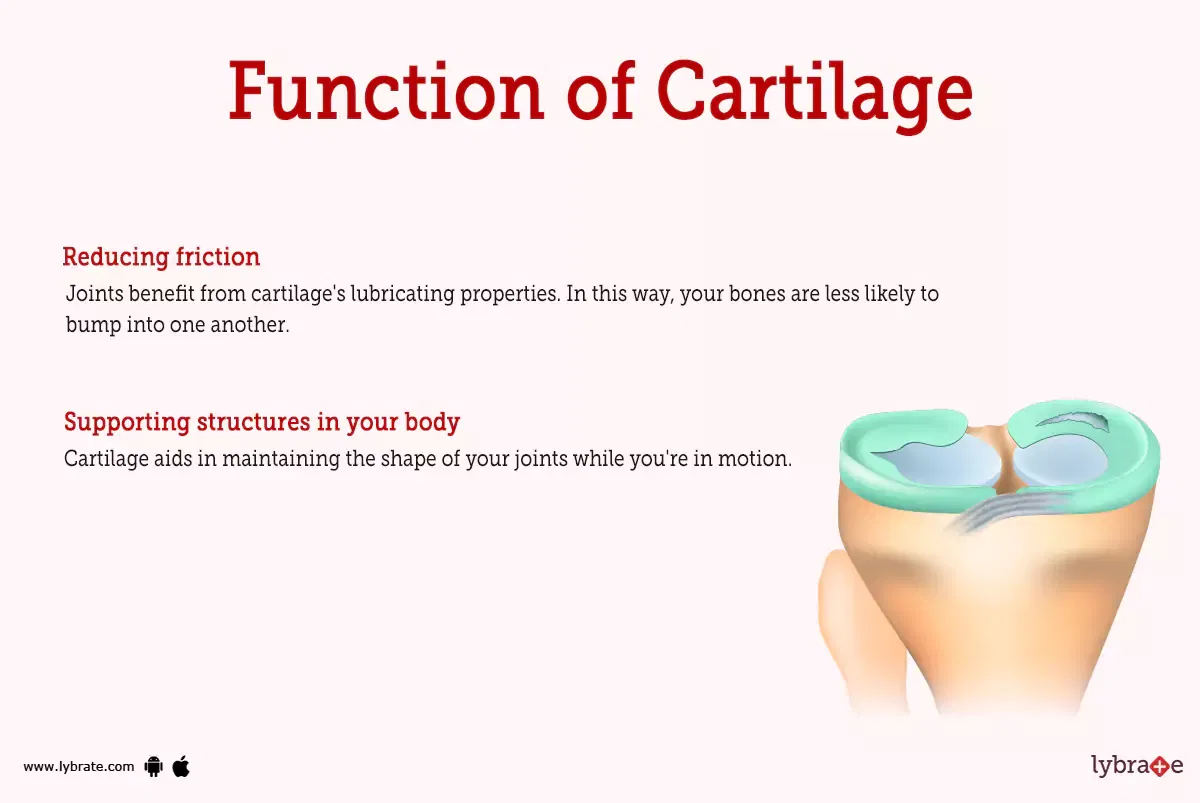 cartilage-image-human-anatomy-picture-functions-diseases-and