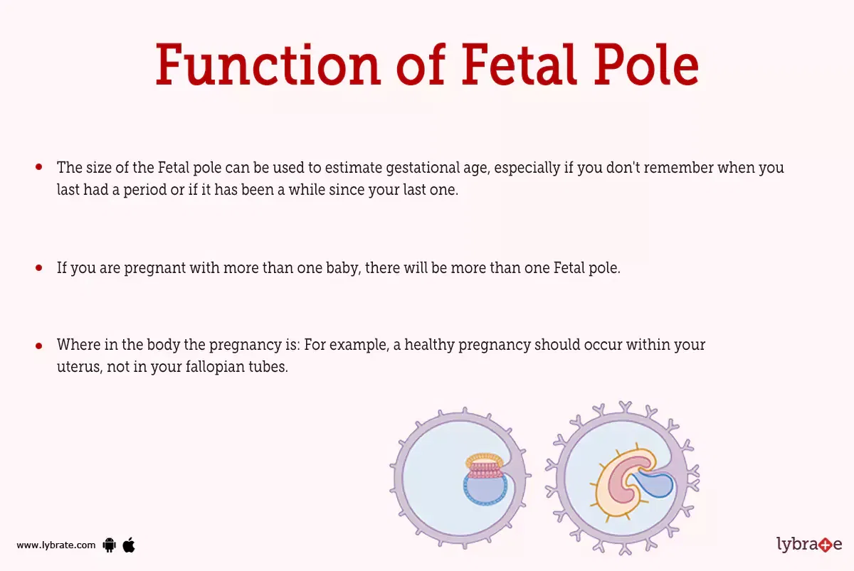 What Does A Fetal Pole Look Like At 7 Weeks