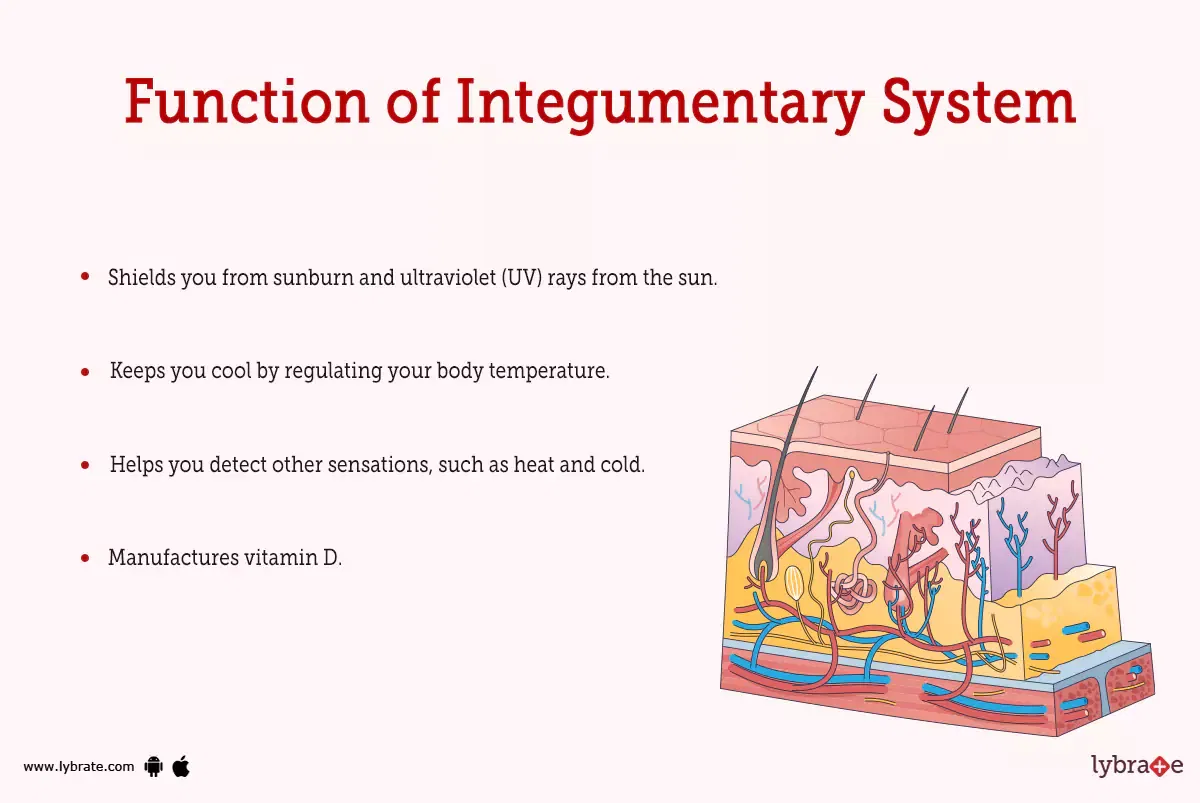 Integumentary System (Human Anatomy): Image, Functions, Diseases And ...