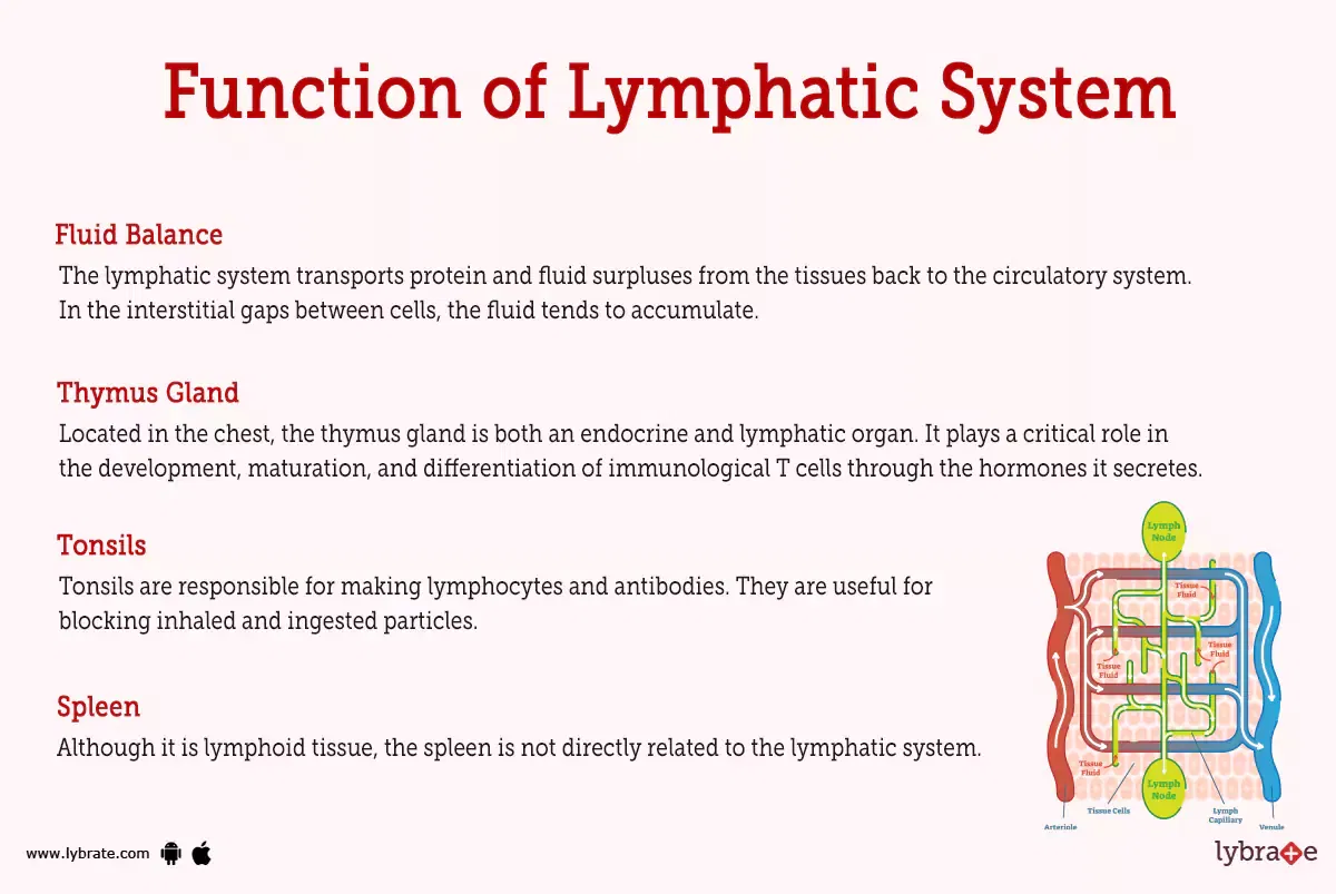 Lymphatic System Human Anatomy Picture Functions Diseases And Treatments 1284