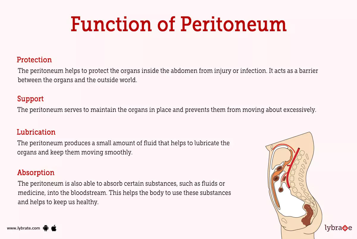 Peritoneum Human Anatomy Image Functions Diseases And Treatments