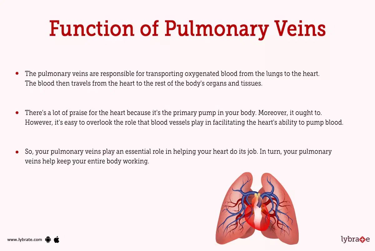 Pulmonary Veins Human Anatomy Image Functions Diseases And Treatments