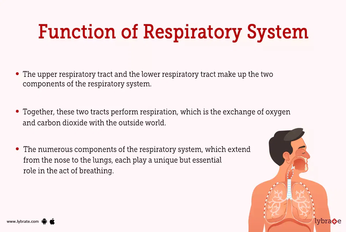 explain-human-respiratory-system-p7bvb988