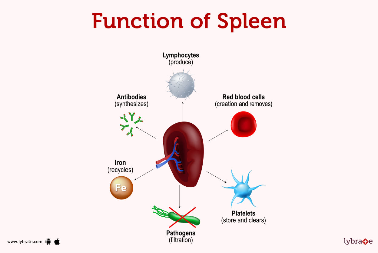 Spleen Human Anatomy Picture Function Diseases And More   Function Of Spleen 