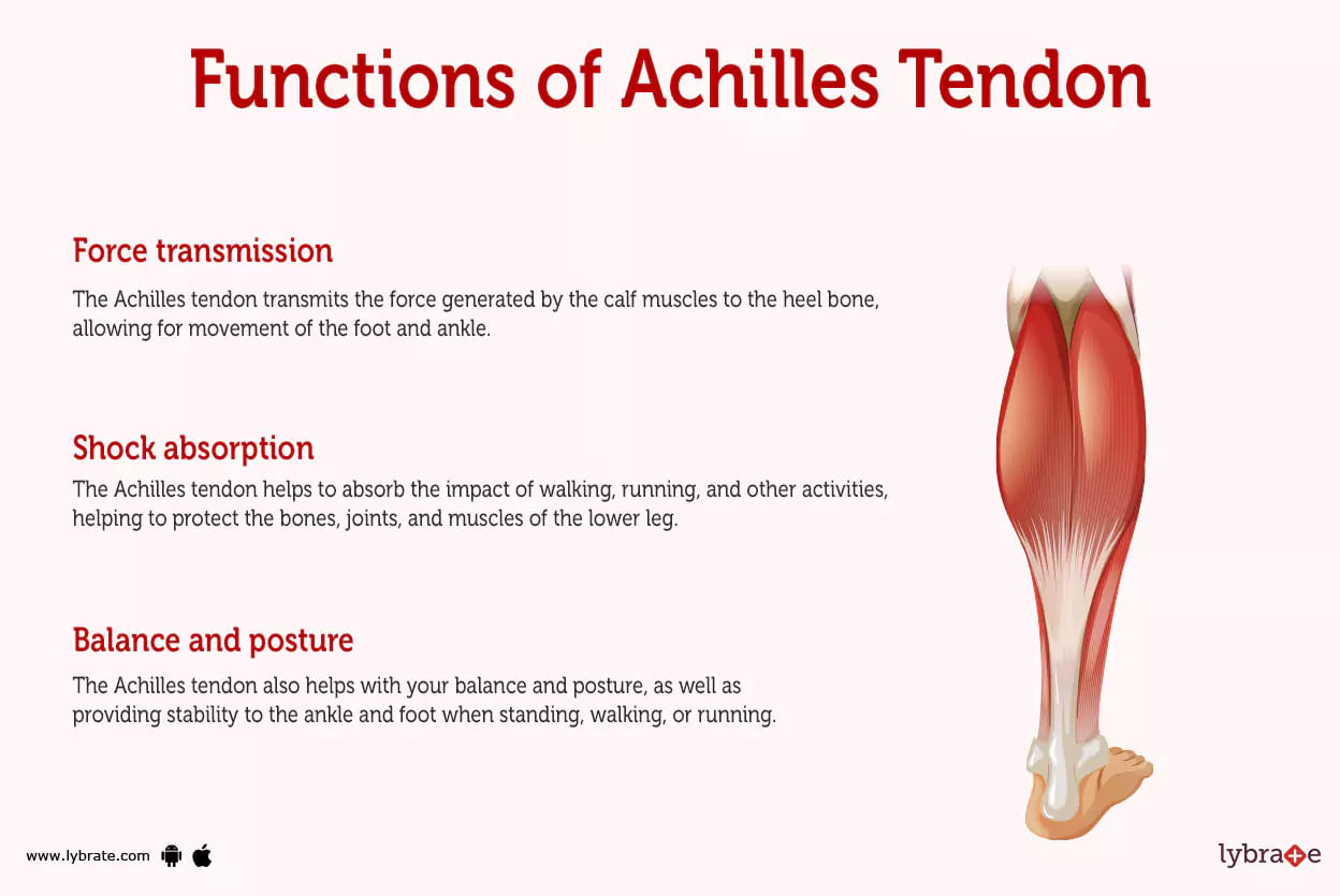 Achilles Tendon (Human Anatomy): Picture, Function, Diseases, Tests ...