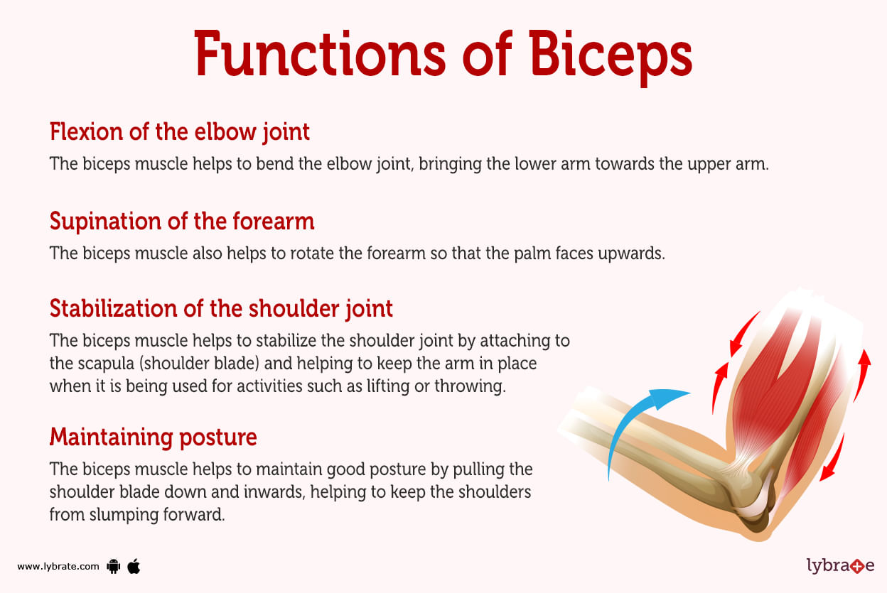 Biceps Human Anatomy Picture Function Diseases Tests And Treatments 9267