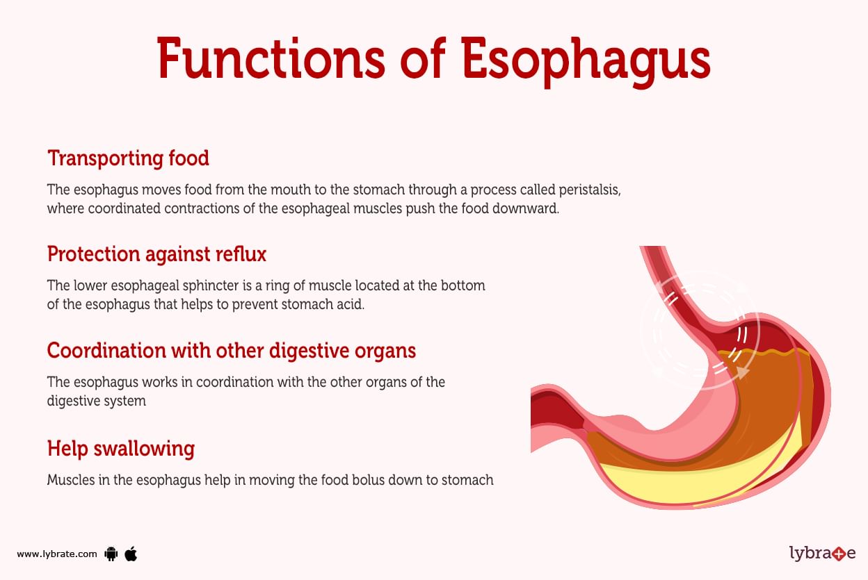 Esophagus (Human Anatomy) Picture, Function, Diseases, Tests, and