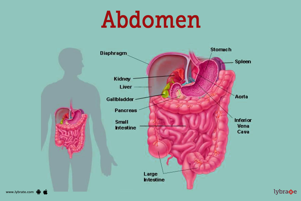 Abdomen Human Anatomy Image Definition Function Diseases And More