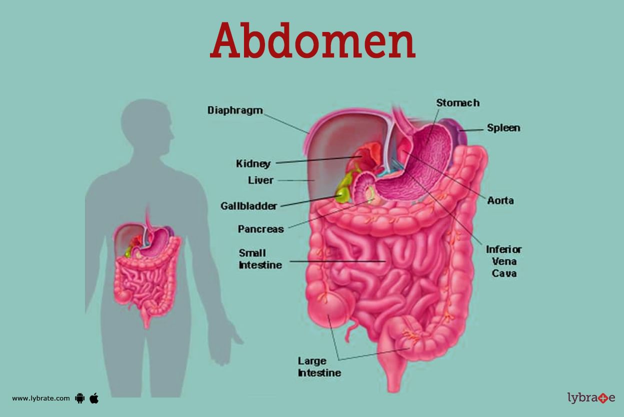 abdominal-quadrants-and-organs