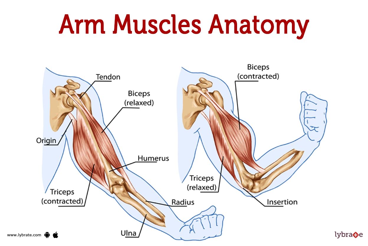 Arm Muscles (Human Anatomy): Image, Functions, Diseases and Treatments