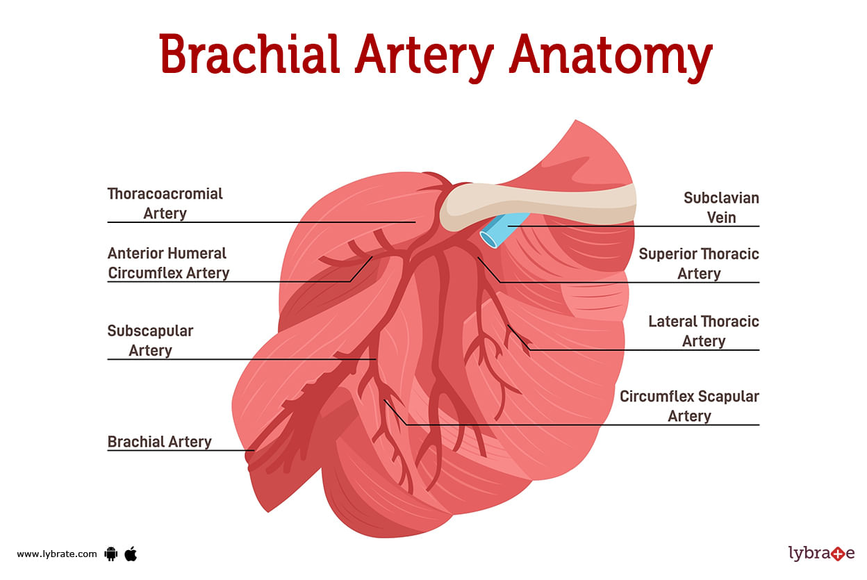 Brachial Artery (Human Anatomy) Image, Functions, Diseases and Treatments