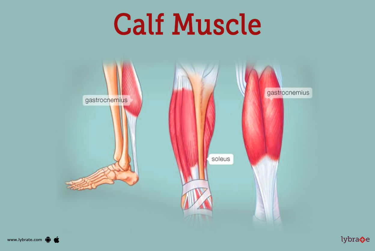 Image Of The Calf Muscle 