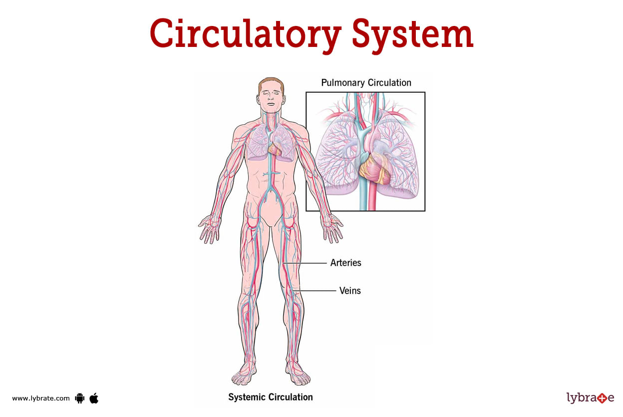 Circulatory System (Human Anatomy): Picture, Functions, Diseases, and ...