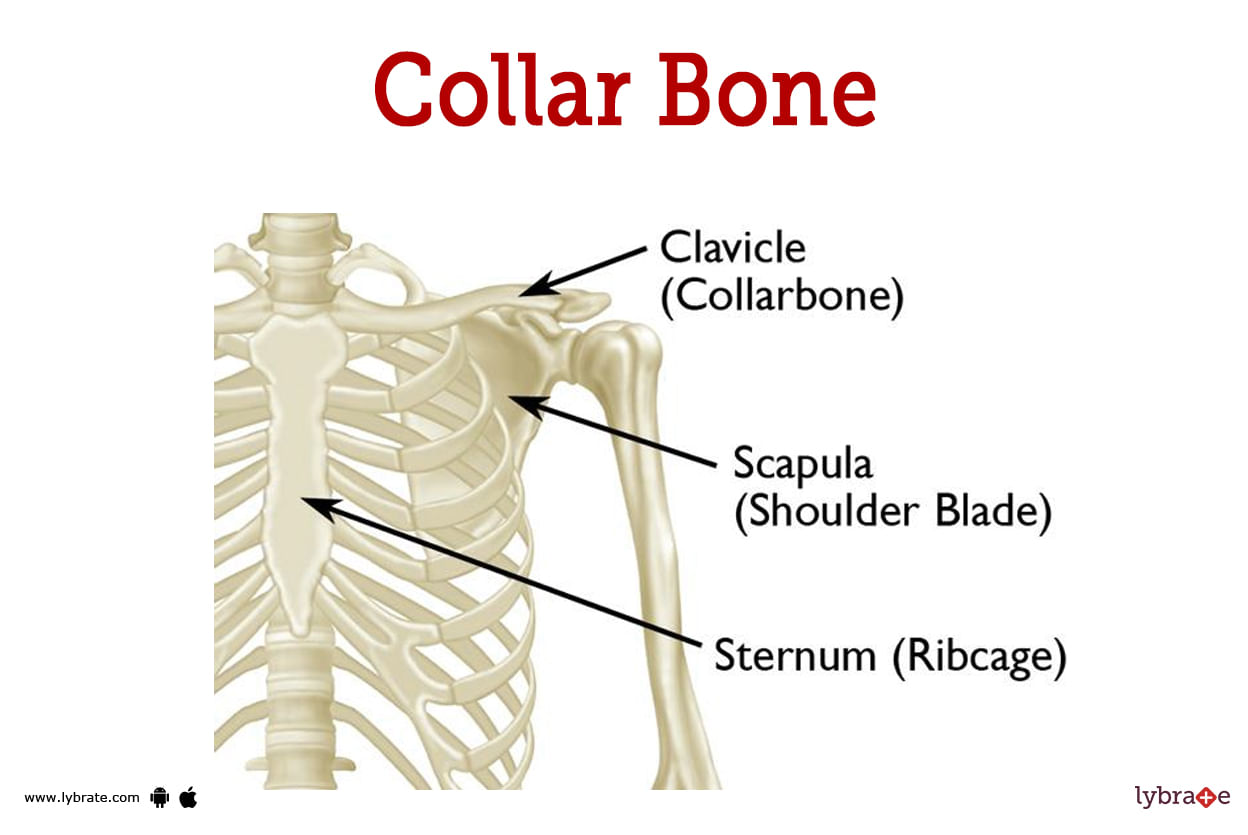 Collar Bone (Human Anatomy): Image, Function, Diseases, and Treatments