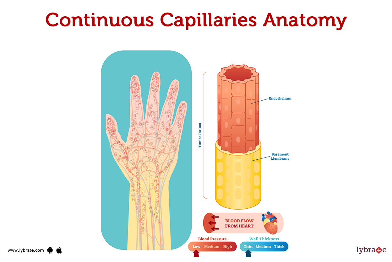 Complement system (Human Anatomy) Image, Functions, Diseases and
