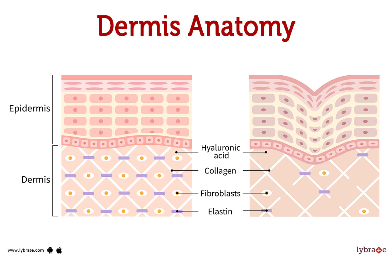 Dermis Human Anatomy Image Functions Diseases And Treatments