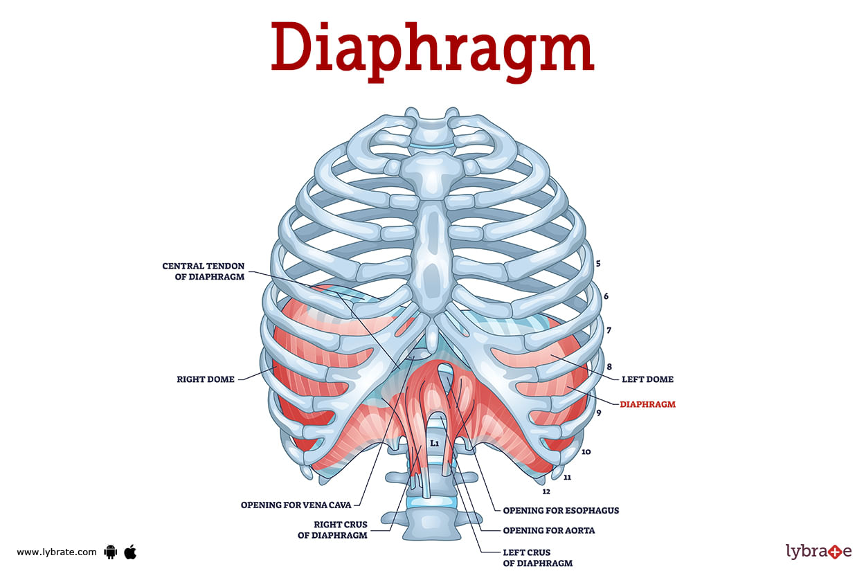 Diaphragm (Human Anatomy): Image, Function, Diseases, And Treatments