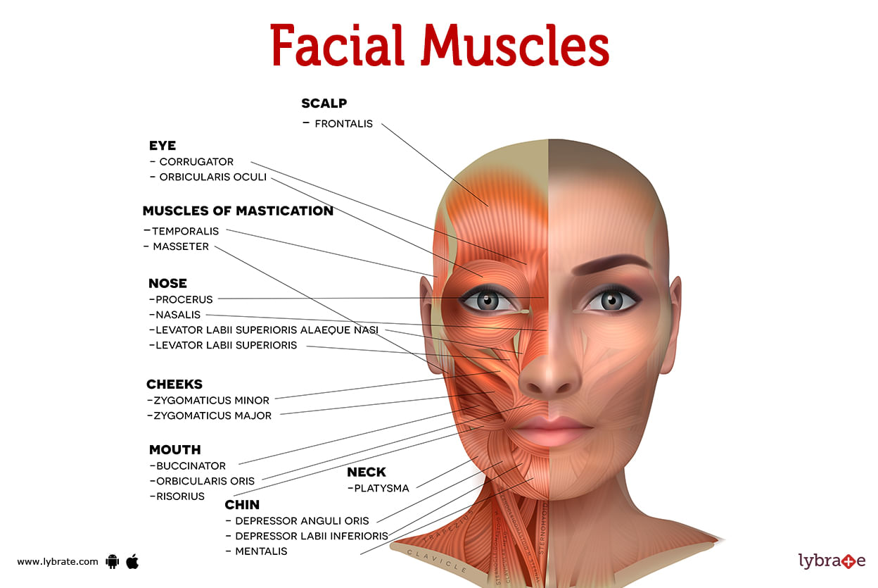 Facial Muscles Human Anatomy Image Functions Diseases And Treatments 5841