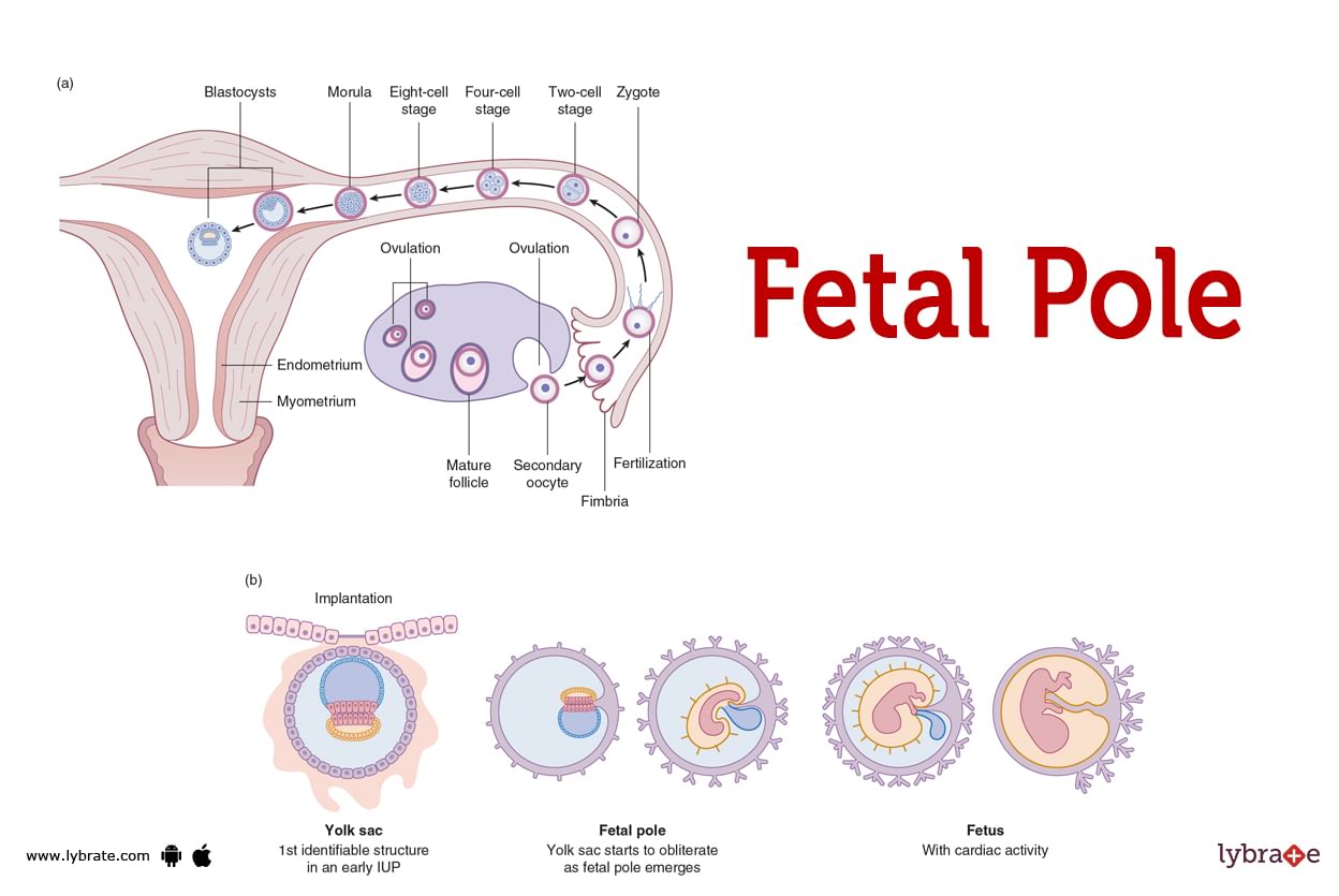 fetal-pole-human-anatomy-image-functions-diseases-and-treatments