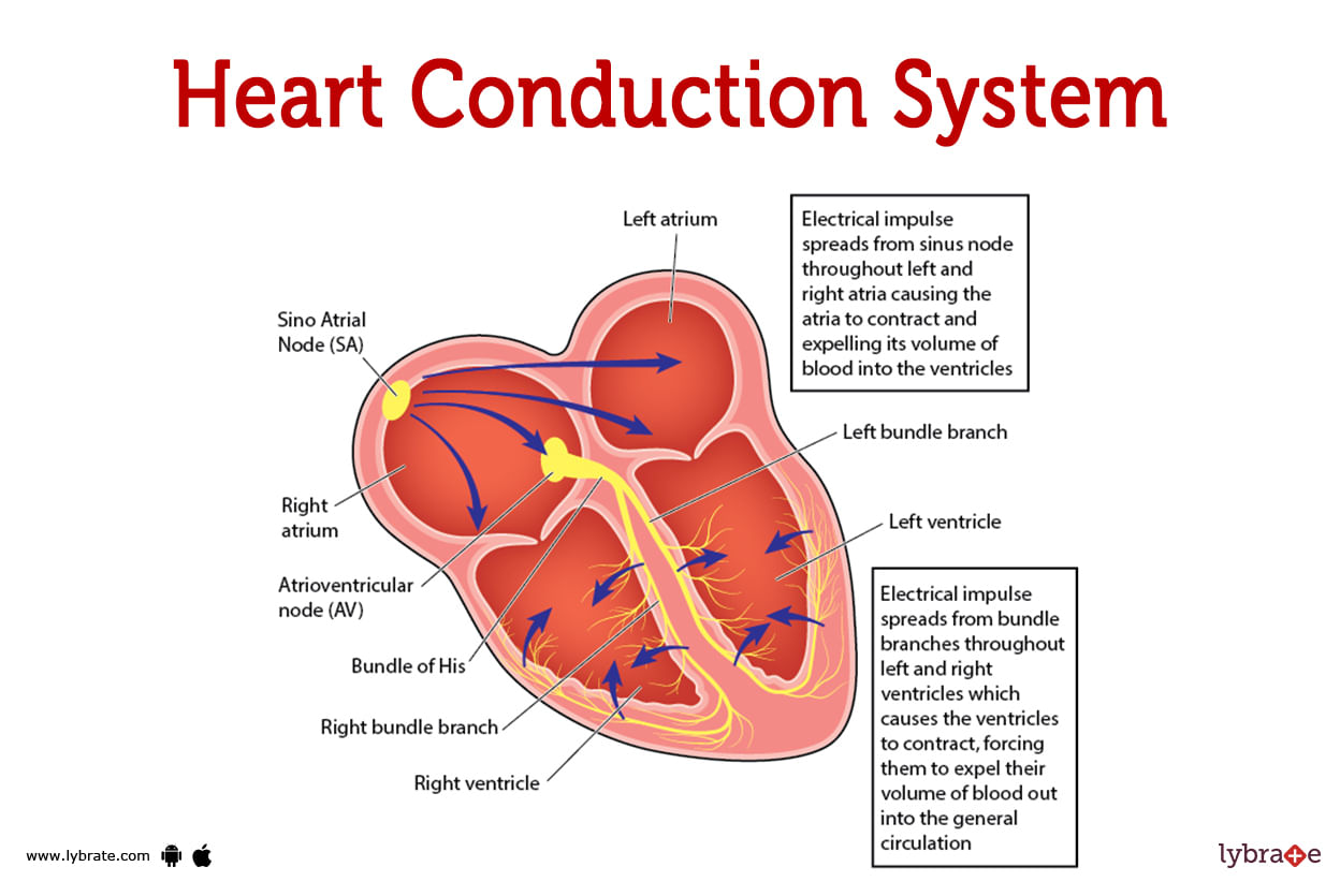 Heart Conduction System (Human Anatomy) Picture , Functions, Diseases