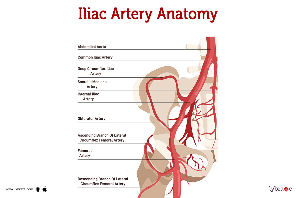 iliac-artery-human-anatomy-image-functions-diseases-and-treatments