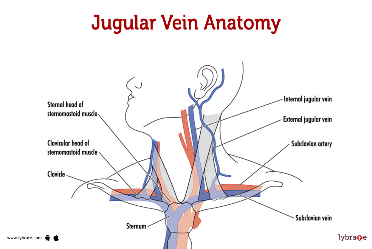 Jugular Vein (Human Anatomy) Image, Functions, Diseases and Treatments