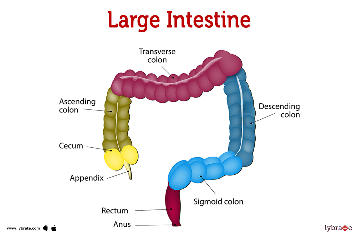 Large Intestine Human Anatomy Picture Functions Diseases And 