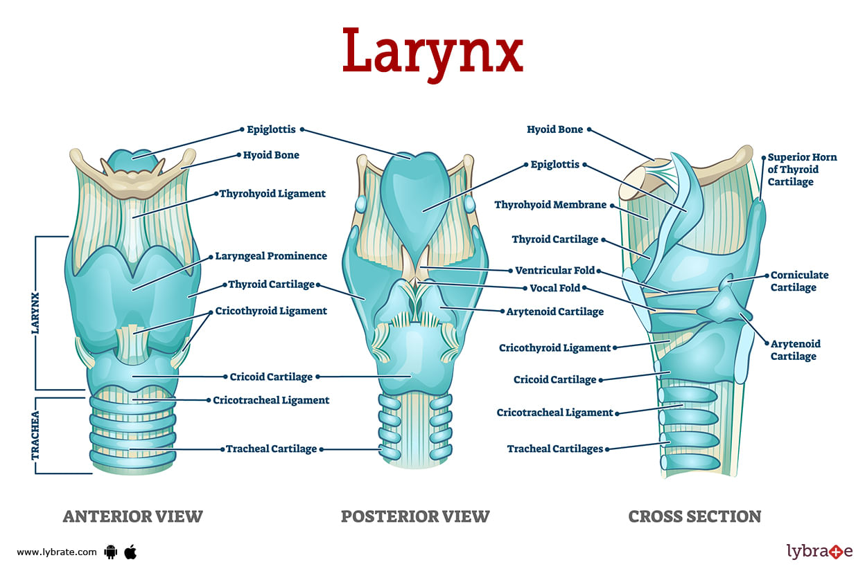 Larynx Human Anatomy Picture Functions Diseases And Treatments
