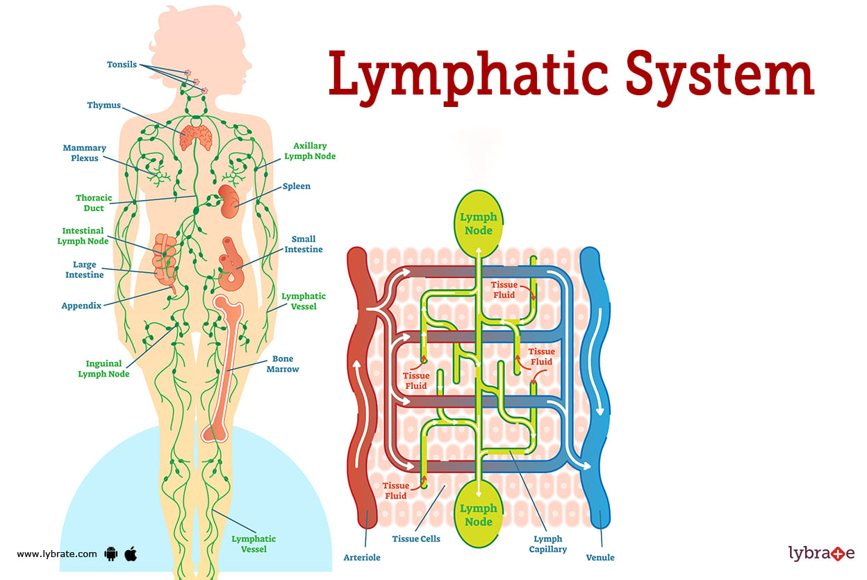 Lymphatic System (Human Anatomy): Picture, Functions, Diseases, and ...