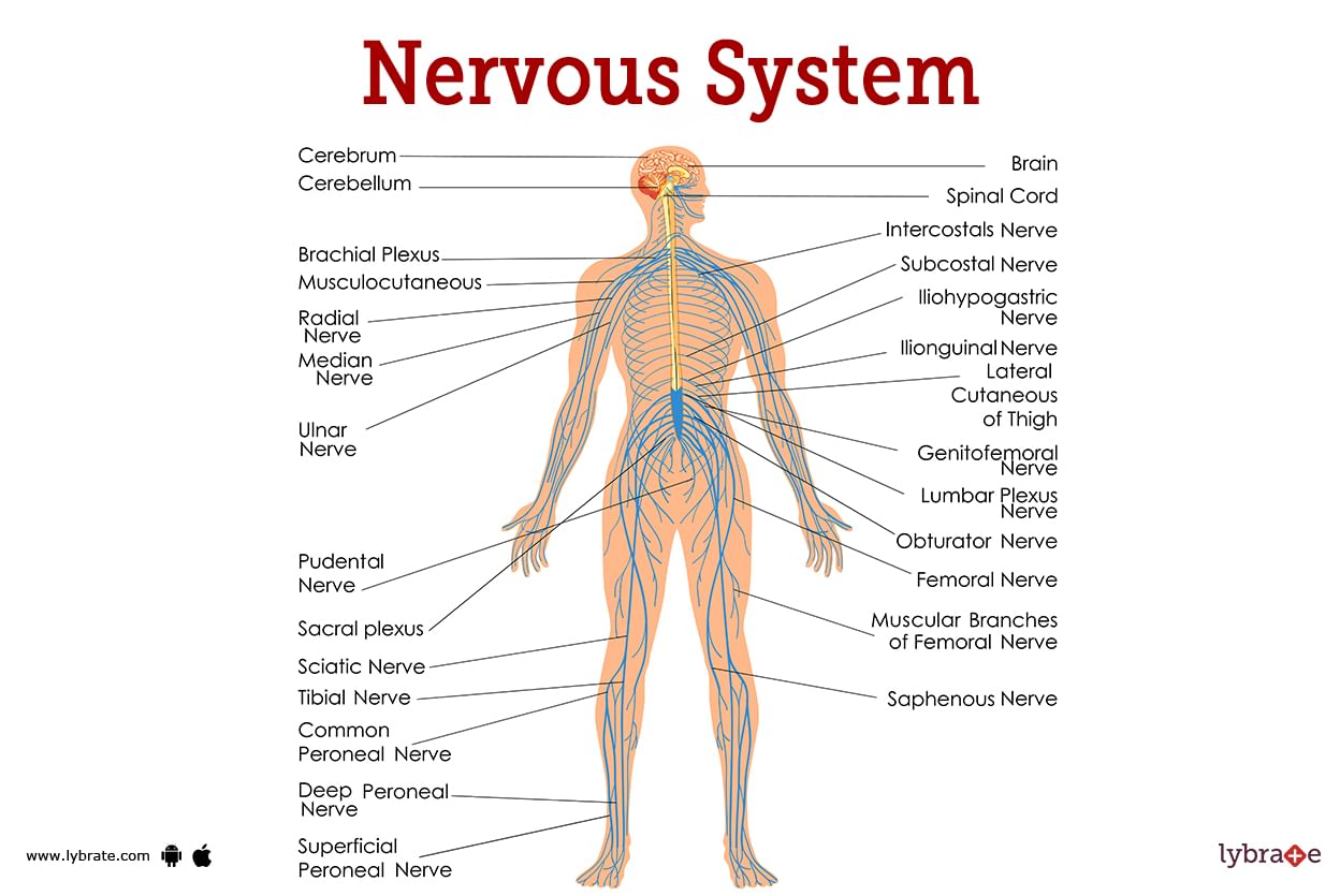 Nervous System Human Anatomy Picture Functions Diseases And 