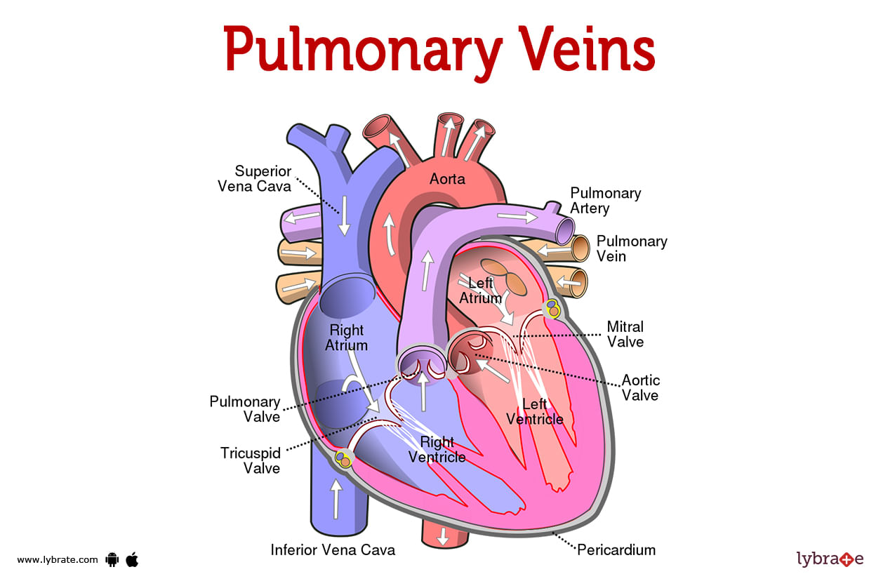 Pulmonary Veins Human Anatomy Image Functions Diseases And Treatments