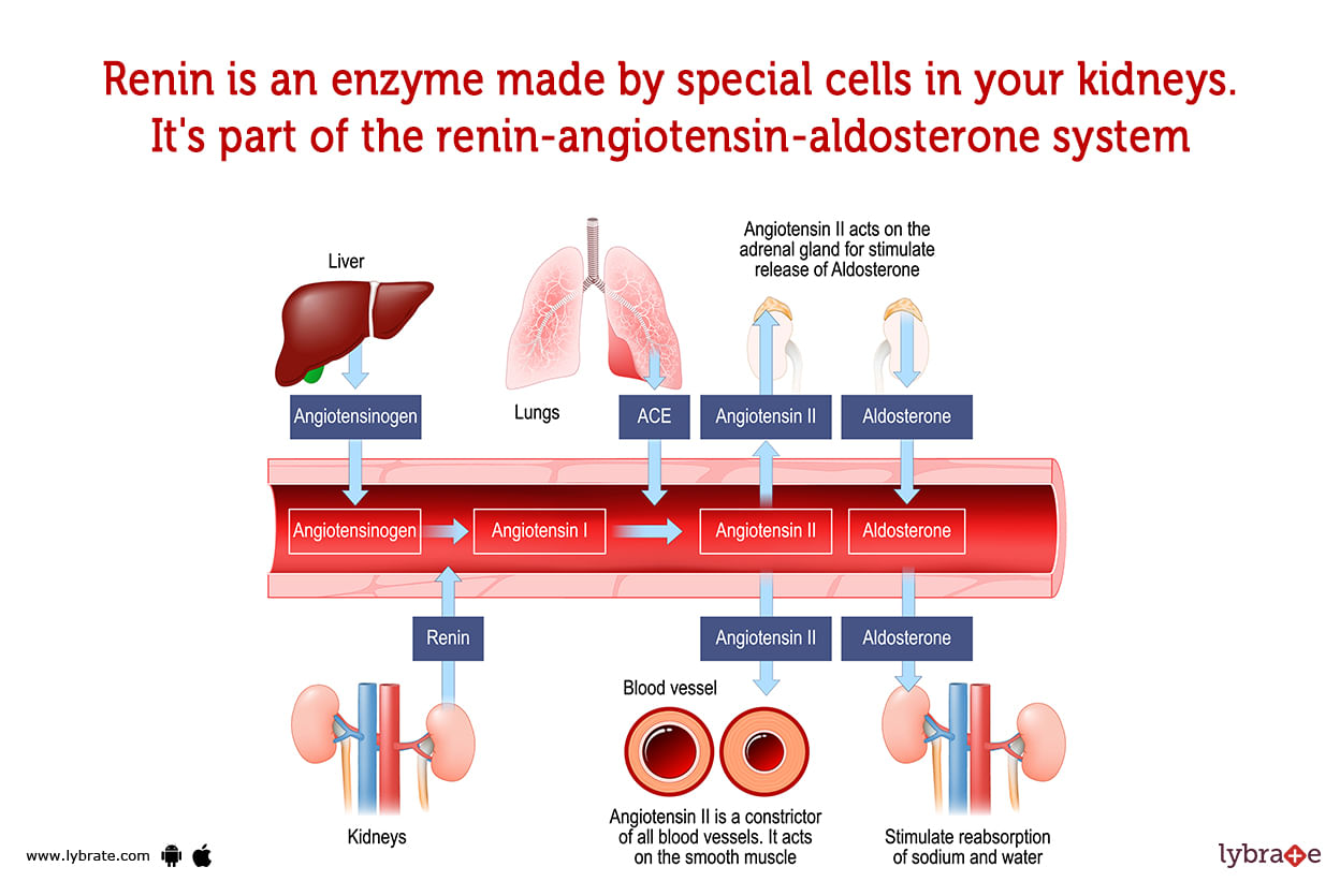 renin experiments