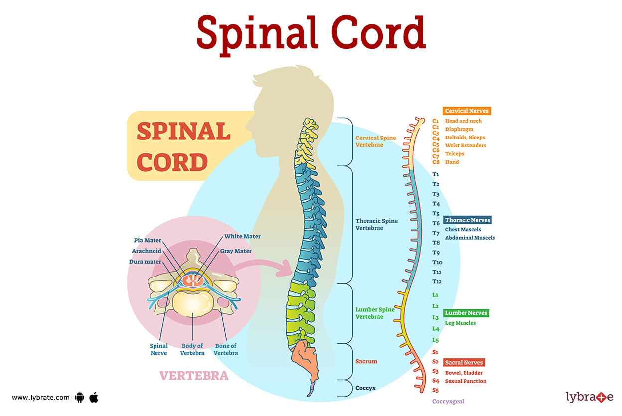 Spinal Cord Human Anatomy Picture Functions Diseases And Treatments 2670