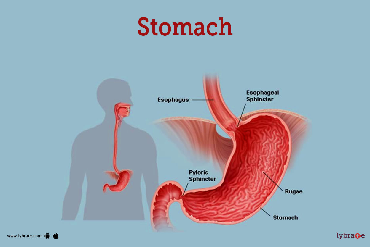 Stomach (Human Anatomy): Picture, Function, Diseases, and More