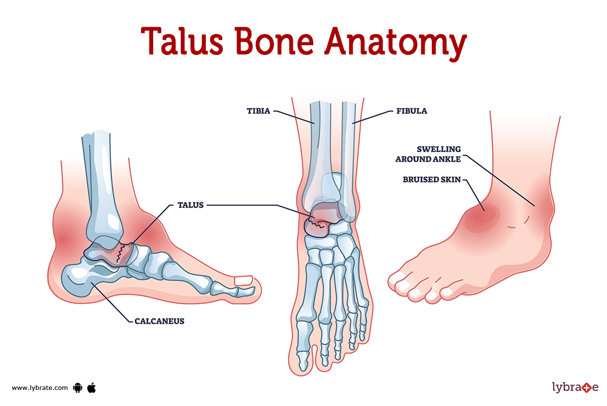 Talus Bone (Human Anatomy) Image, Functions, Diseases and Treatments