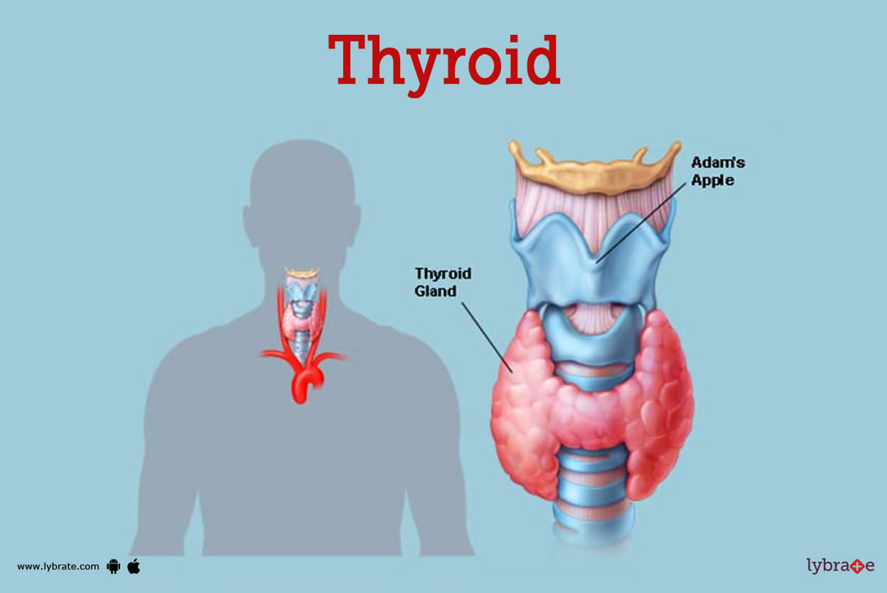 Throid (Human Anatomy): Picture, Function, Diseases, Tests, and Treatments