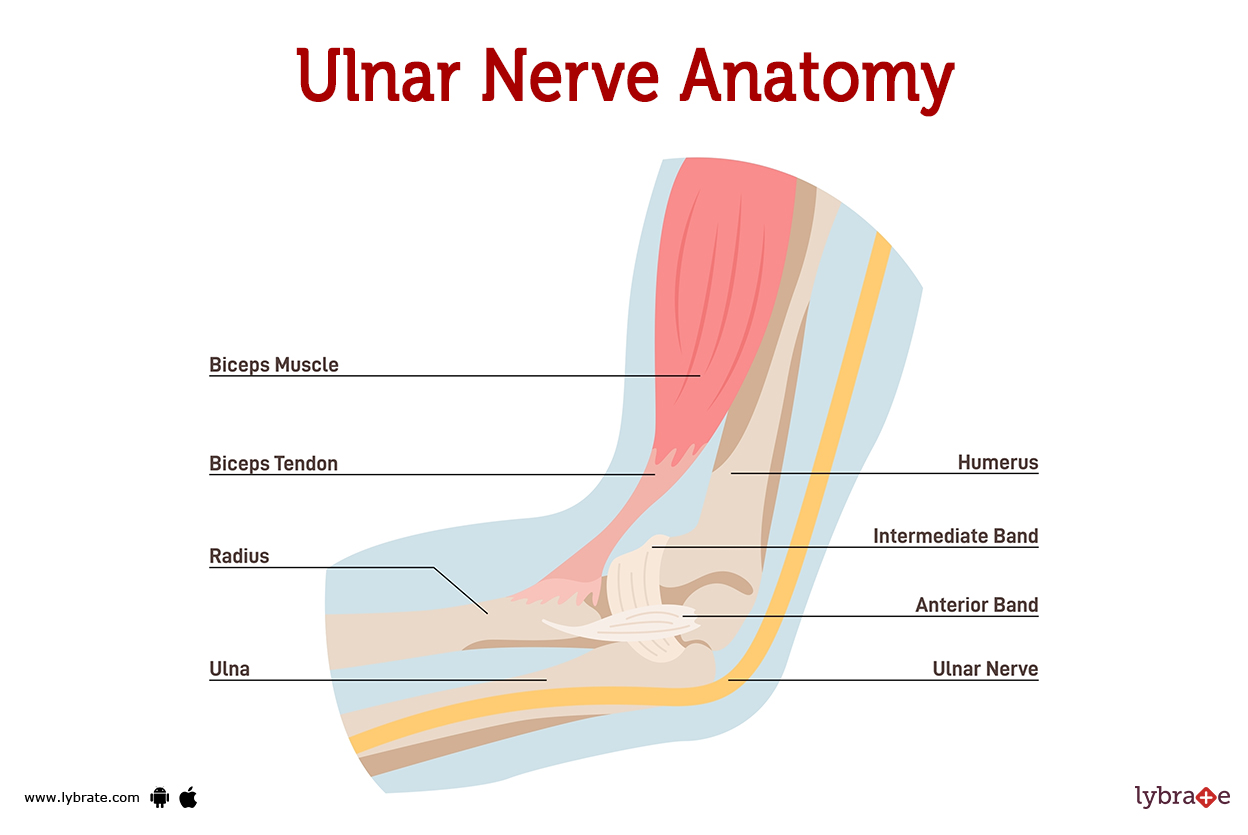 Ulnar Nerve (Human Anatomy): Image Functions Diseases and Treatments