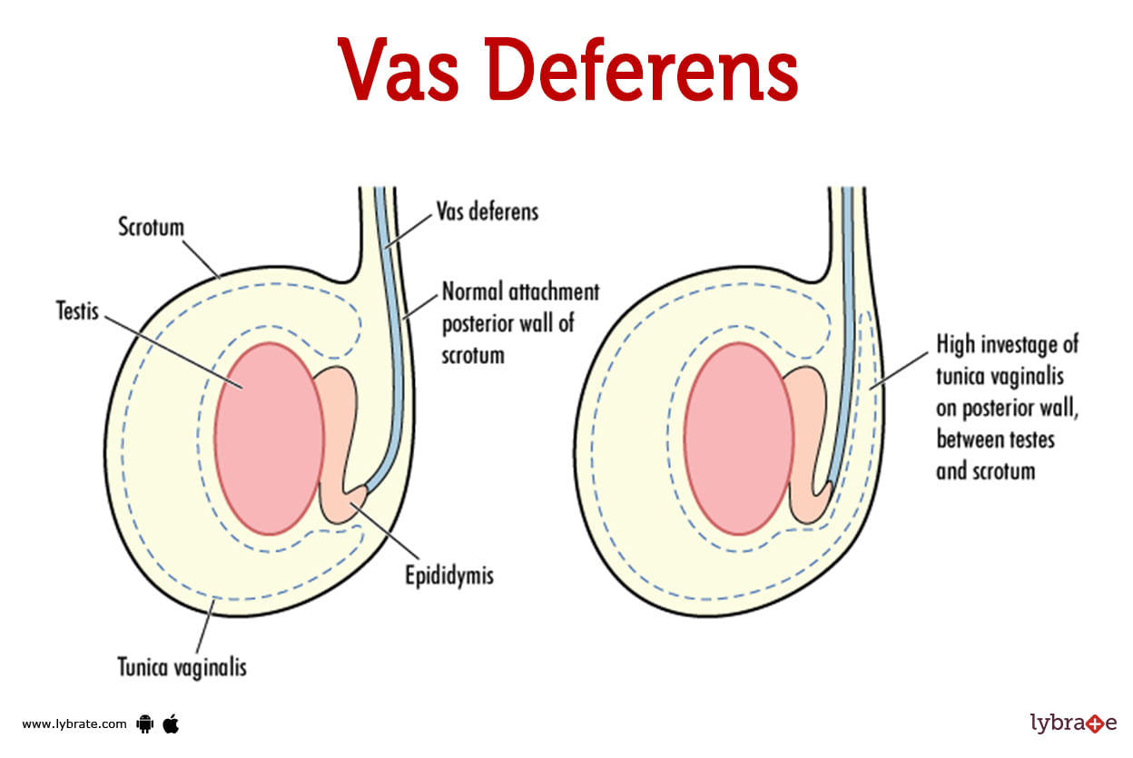 vas-deferens-human-anatomy-image-functions-diseases-and-treatments