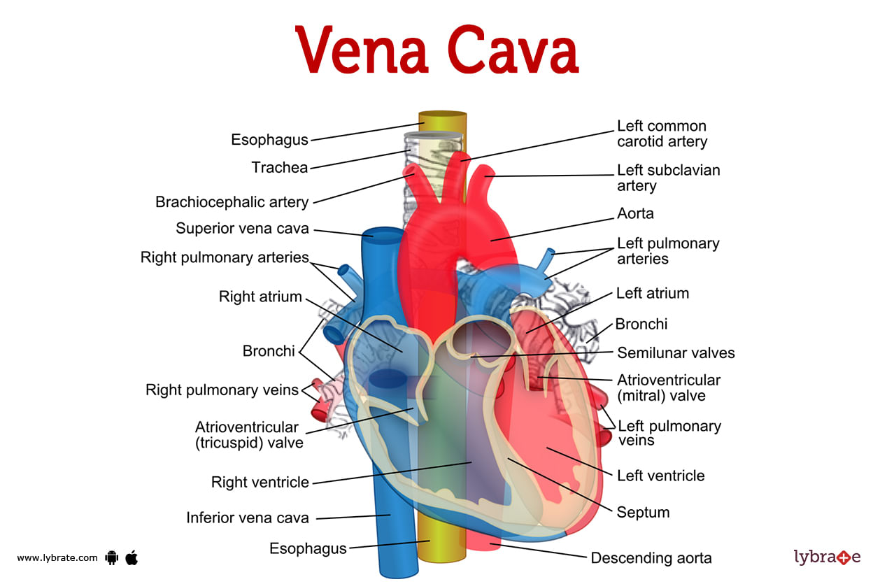 Vena Cava (Human Anatomy): Image, Functions, Diseases And Treatments