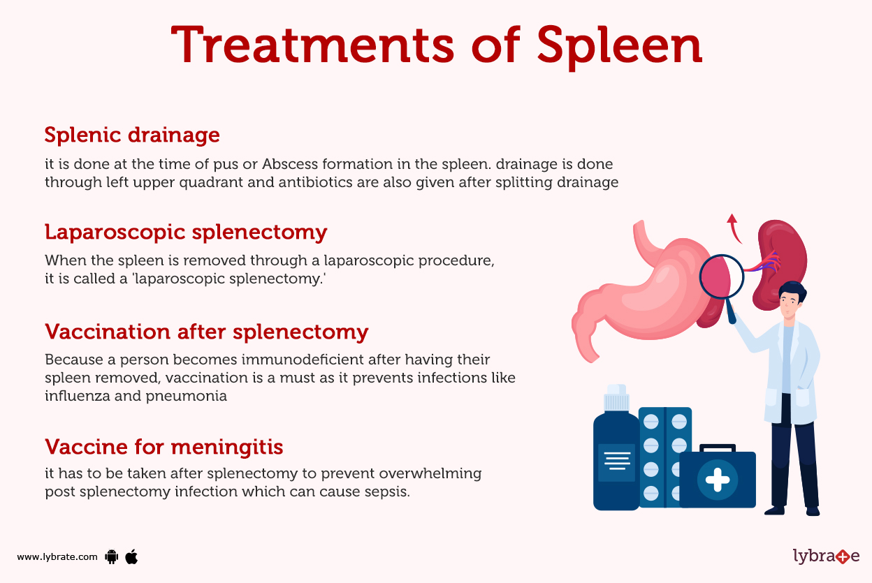 Spleen (Human Anatomy) Picture, Function, Diseases and More