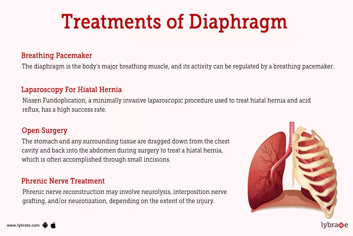 Diaphragm (Human Anatomy) Image, Function, Diseases, And Treatments