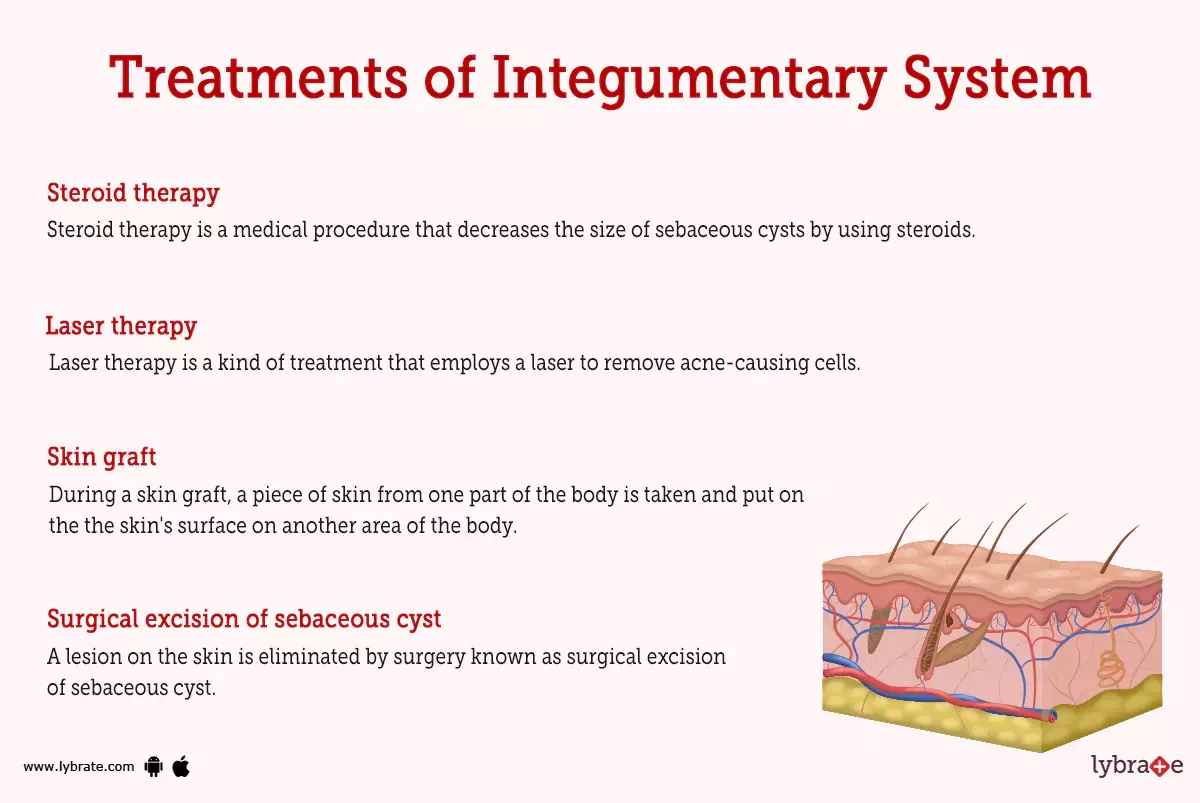 Integumentary System (Human Anatomy): Image, Functions, Diseases and ...