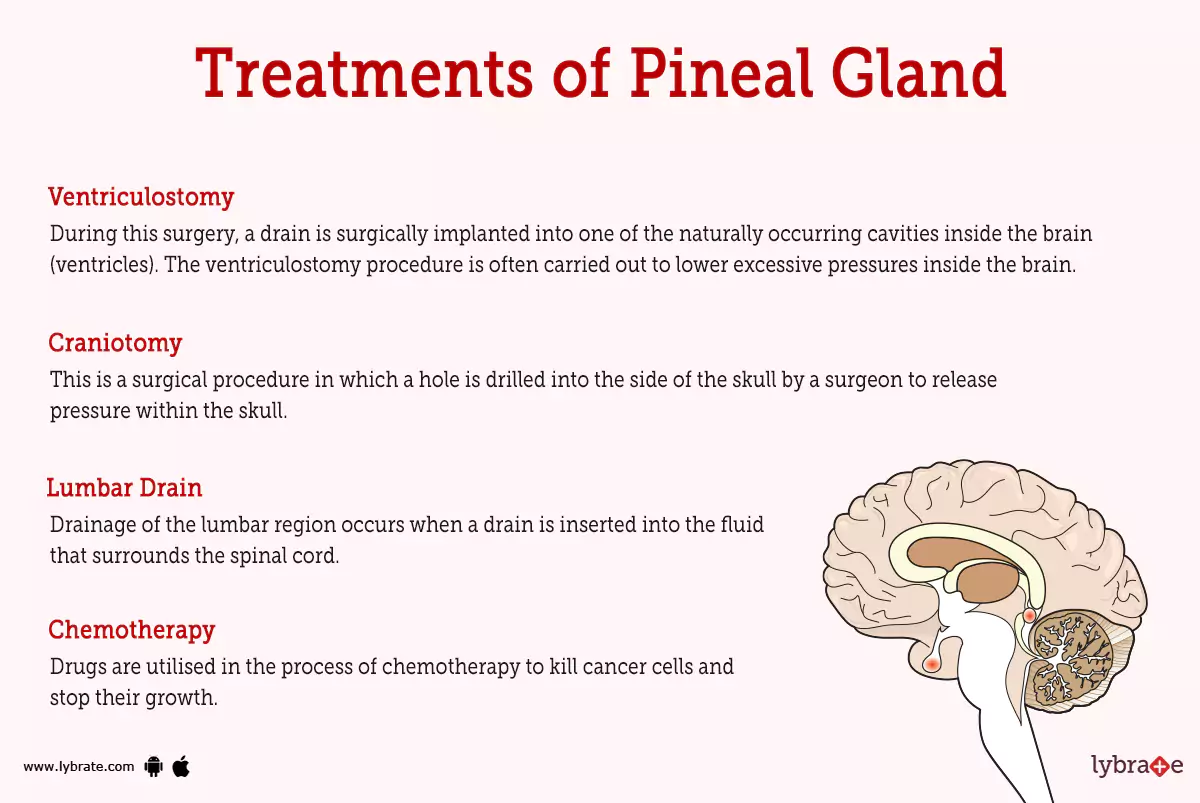 Pineal Gland (Human Anatomy) Picture, Functions, Diseases, and Treatments