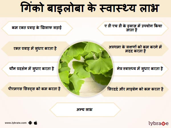 गिंको बाइलोबा के फायदे और इसके दुष्प्रभाव Ginkgo Biloba Benefits in Hindi